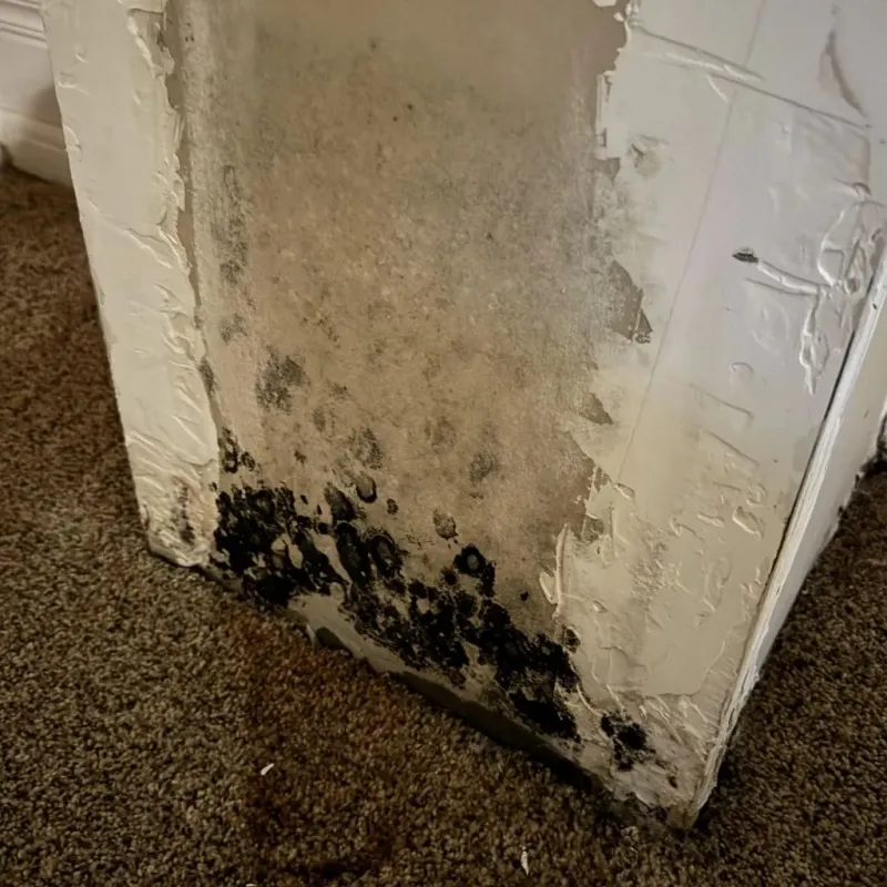 Professional Mold Removal in Nellysford, VA